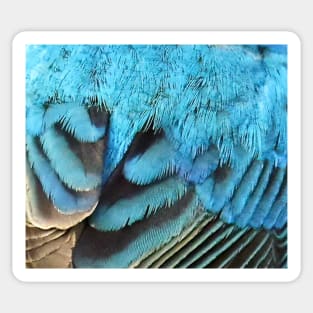 Feathers of a Indigo Bunting Sticker